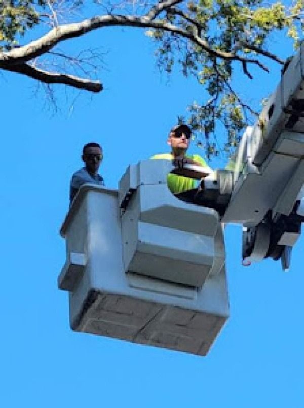 Two workers in a bucket lift trimming tree branches against a blue sky