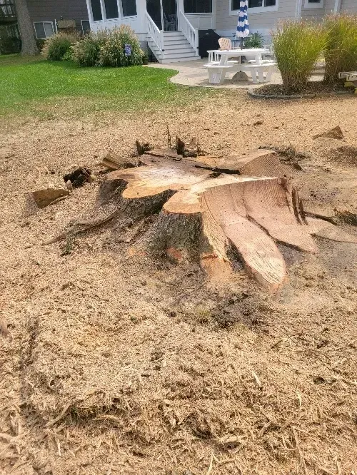 Freshly cut tree stump in a yard with a house and patio in the background