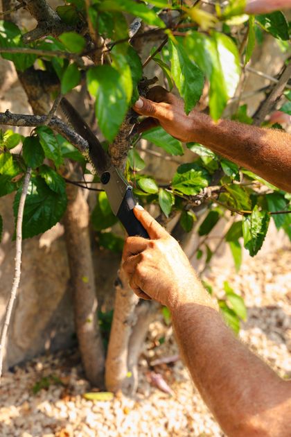Person pruning a fruit tree with hand shears among green leaves