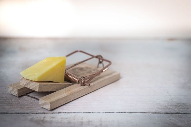 Cheese on a mousetrap with wooden base on a light tabletop