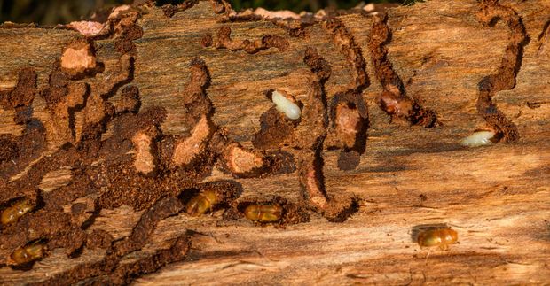 Close-up of rough brown tree bark with a small camouflaged insect on the surface
