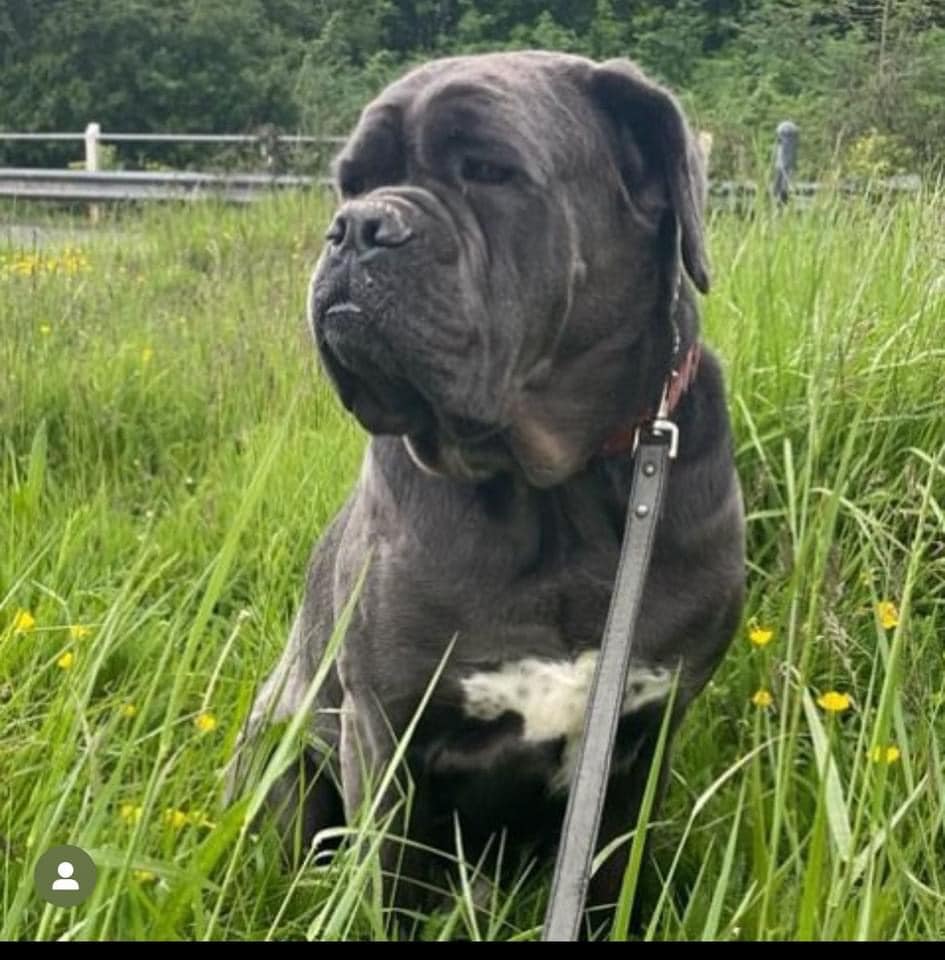 Blue, a Unknown old male Cane Corso available for adoption from Large Breed Dog Rescue in Kent