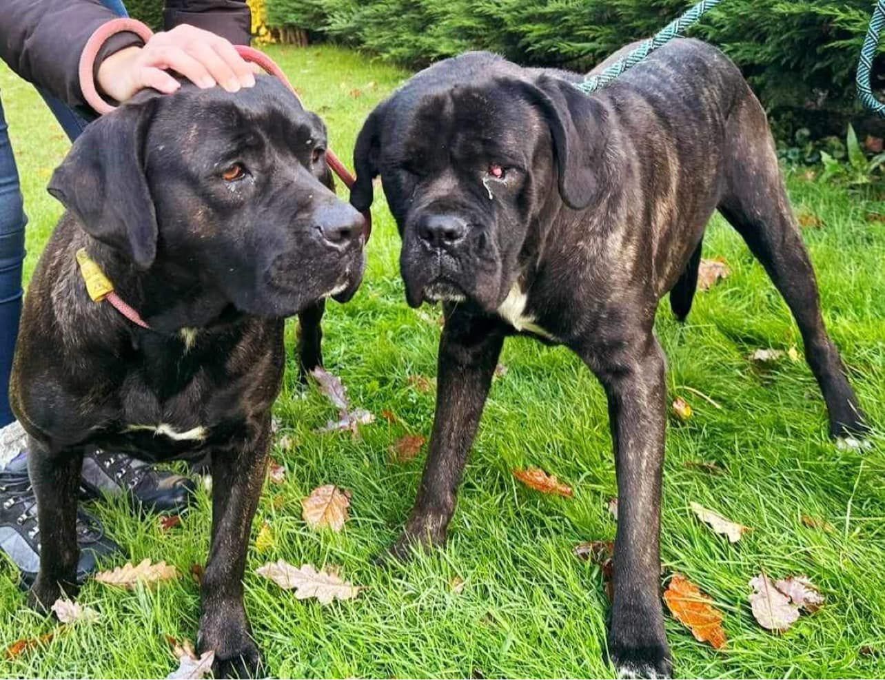 Ronnie & Mollie, a Unknown old male Mastiff available for adoption from Large Breed Dog Rescue in Essex