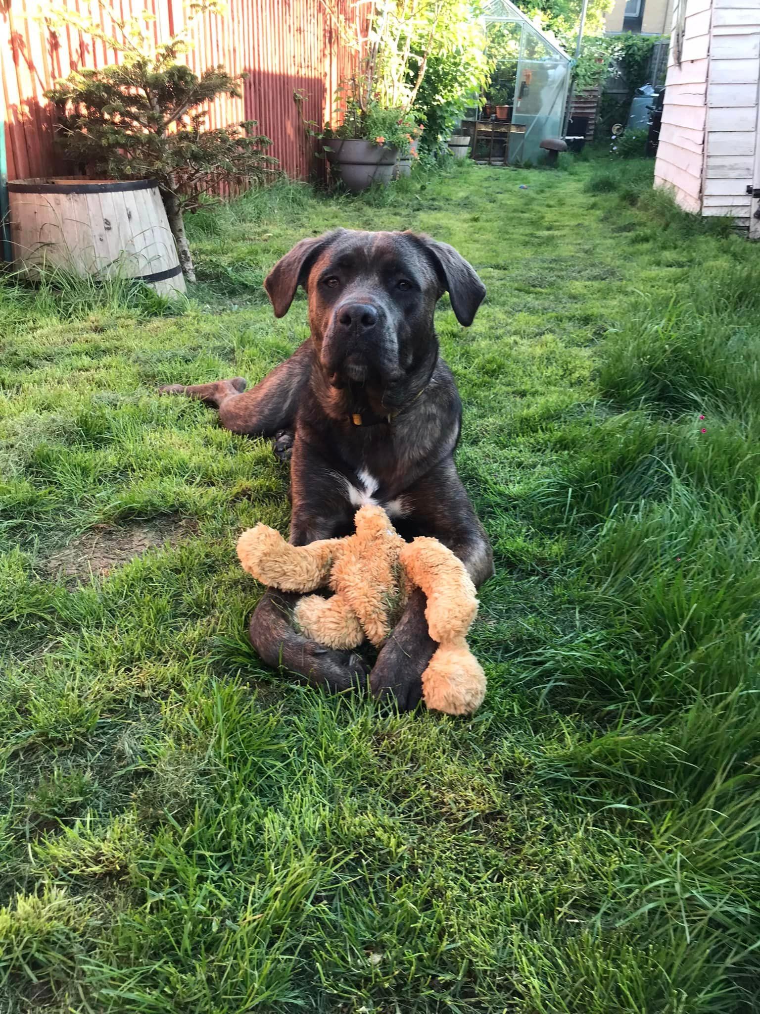 Mia, a 1 year old female Crossbreed available for adoption from Large Breed Dog Rescue in Kent