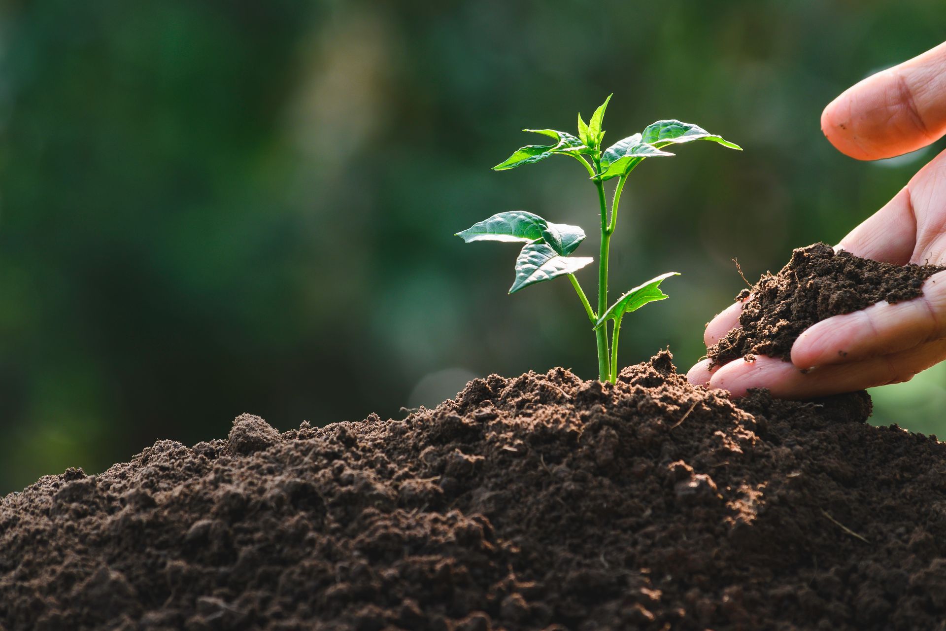 A close-up of a hand holding soil with a young plant for an agriculture or planting concept.