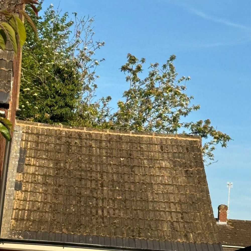 Mossy, tiled rooftop with trees behind it, under a blue sky.