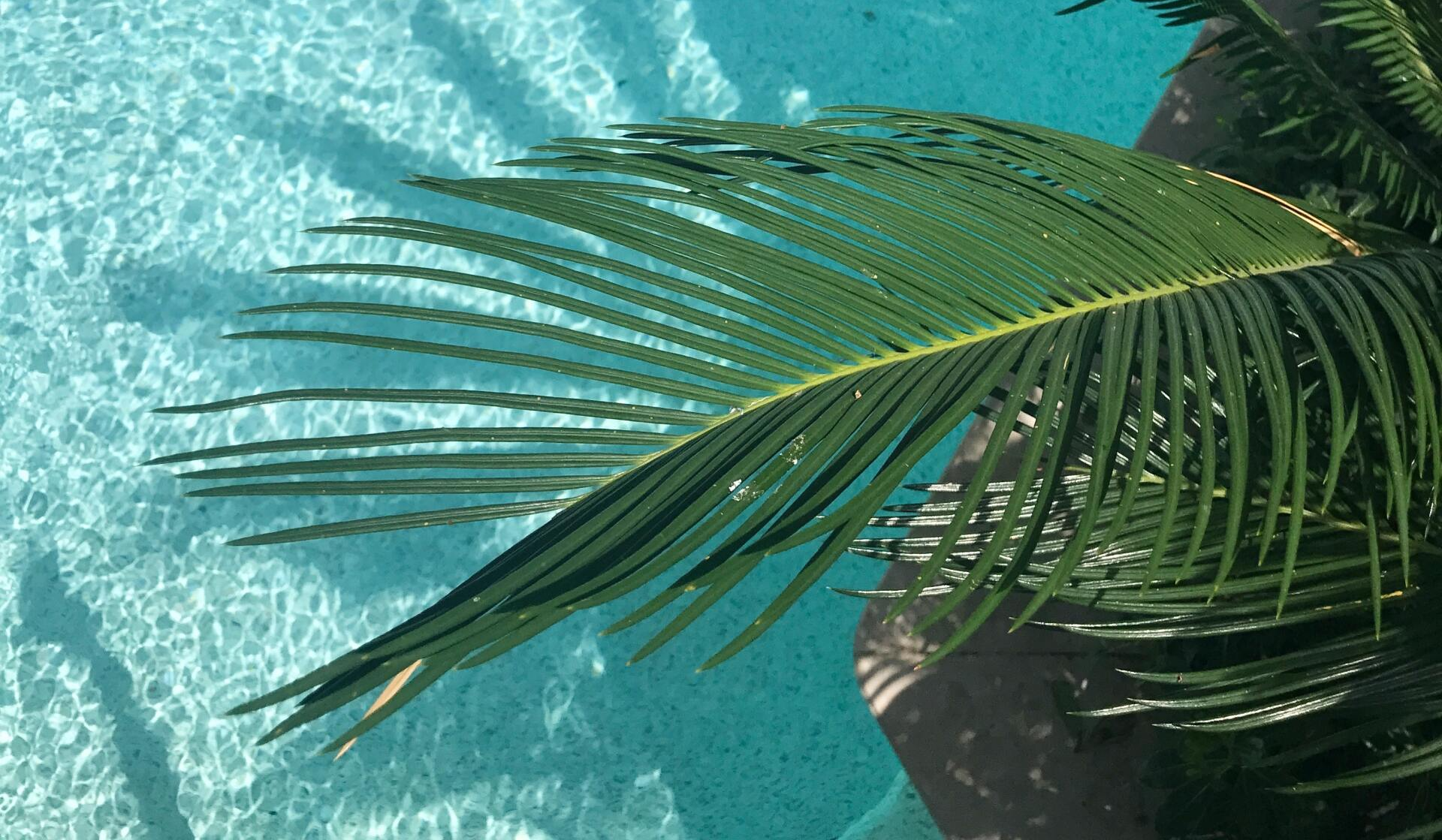 Una hoja de palmera flota en una piscina