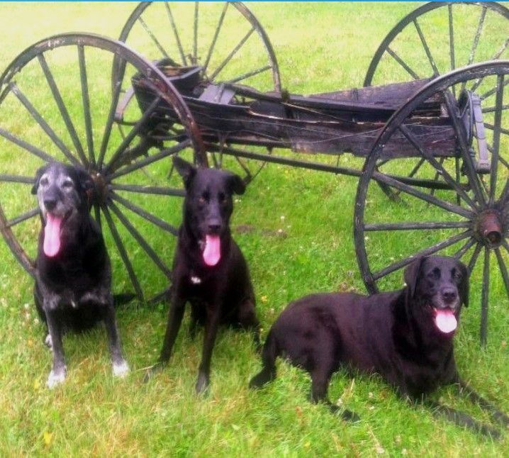 Three black dogs with tongues out, near an old wagon wheel, on grass.
