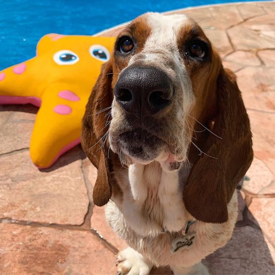 Basset Hound with droopy ears sits near a pool, looking at the camera. A yellow starfish toy is behind it.