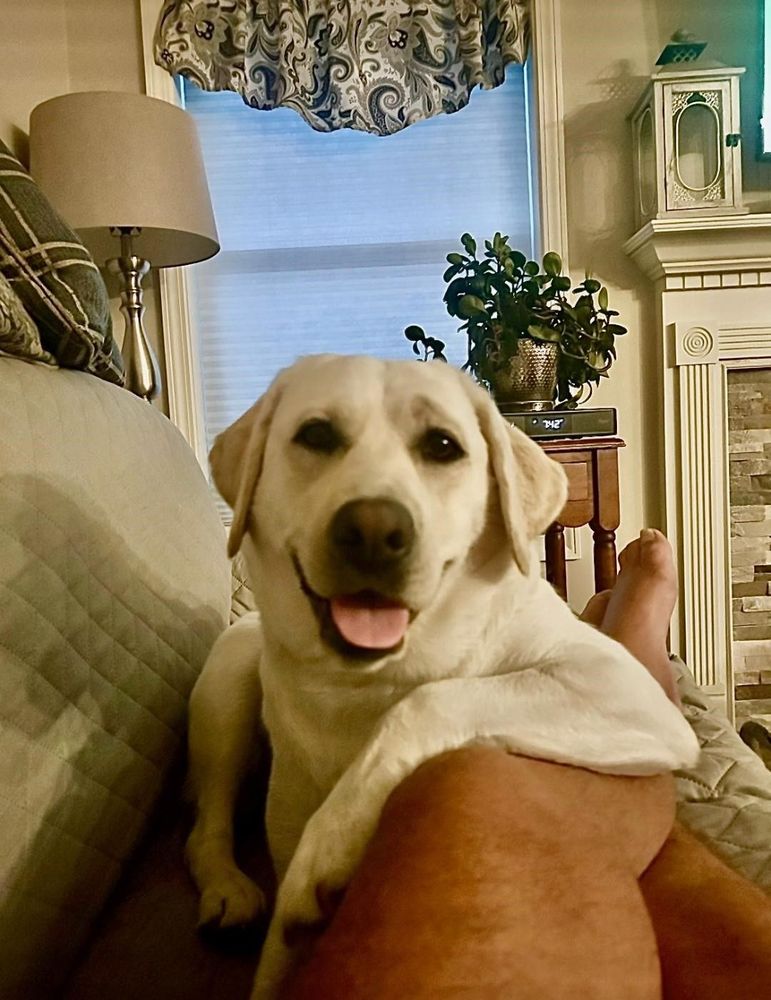 Yellow Labrador dog resting on a person's lap, smiling indoors.