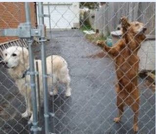 Two golden retriever dogs behind a chain-link fence. One stands on hind legs, reaching for a ball, while the other watches.