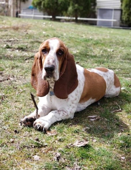 Basset hound with brown and white markings lying on grass, holding a stick.