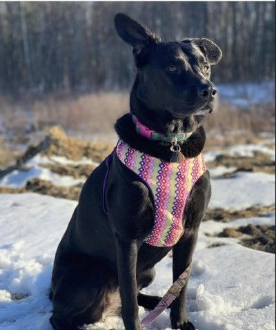 Black dog wearing a pink patterned harness sits in snow, looking to the right.