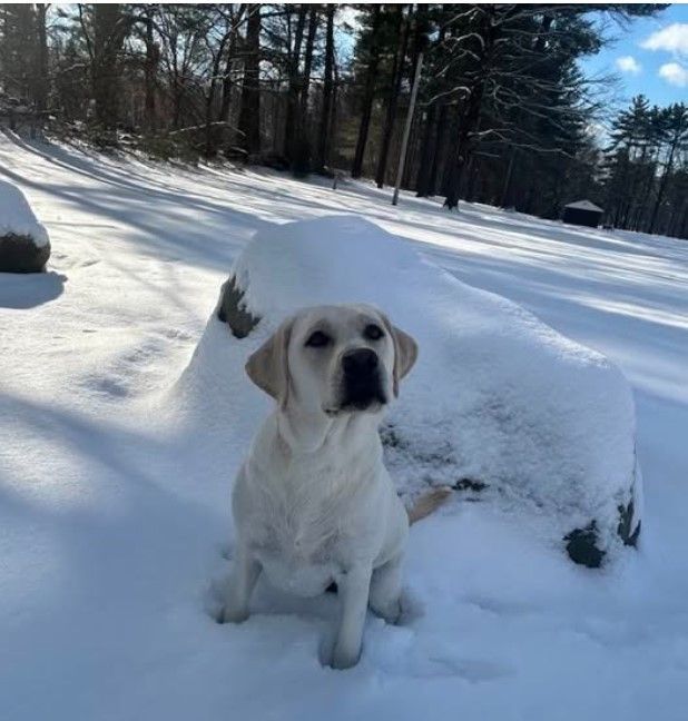 Yellow Labrador dog sitting in snow, looking upward. Snowy outdoor setting with trees.