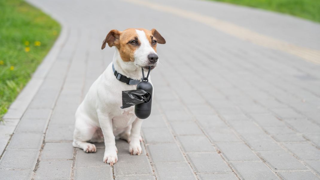 Jack Russell Terrier sitting on a brick path, wearing a collar with a waste bag dispenser.