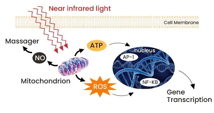 How does red light therapy work?  This image gives a good idea.
