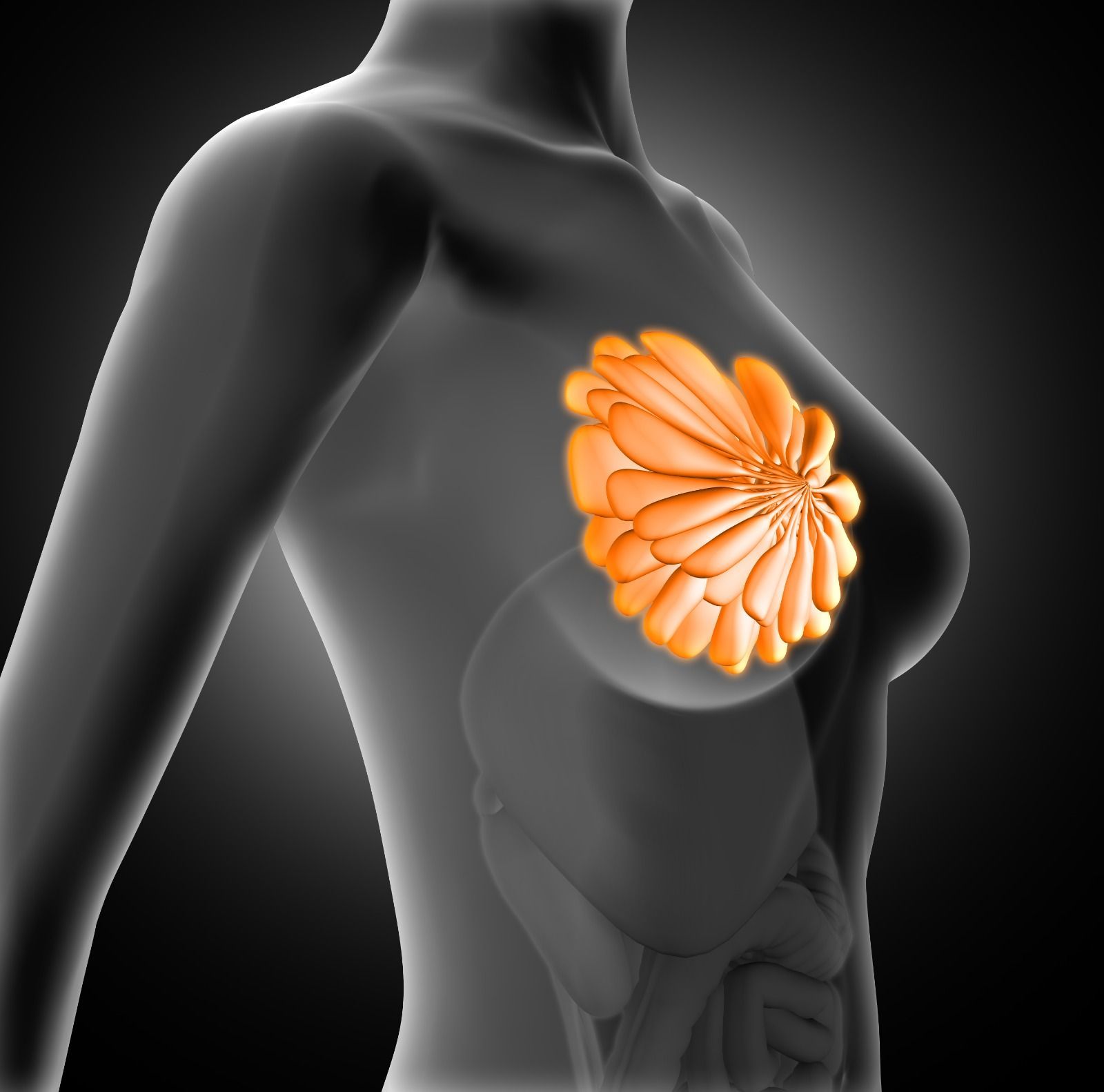 Ilustración anatómica de un pecho humano, en color naranja se resaltan las glándulas mamarias dentro del torso de una mujer.