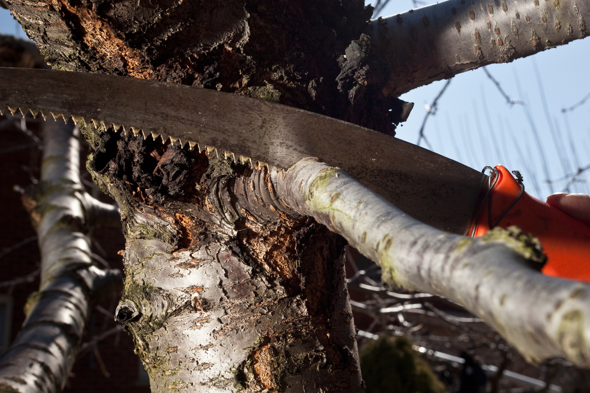 Pruning and cutting trees - Peoria, IL - A Cut Above Tree Service
