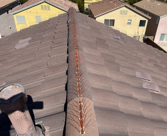 Bird Spikes in Las Vegas, NV