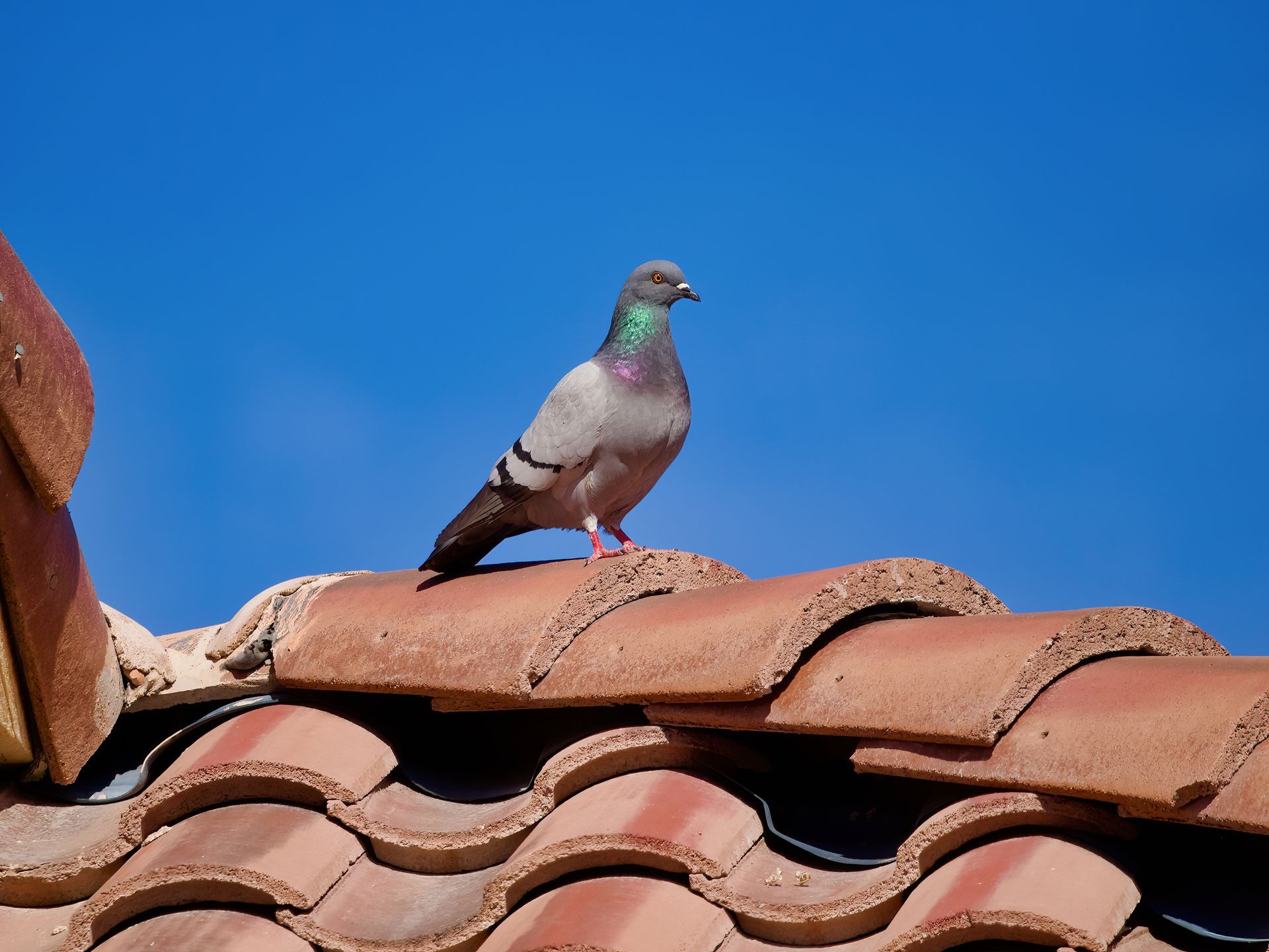 Pigeon control measures