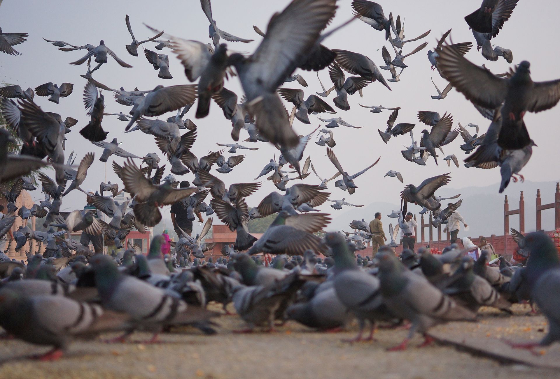 A better way of getting rid of pigeons by pigeon removal