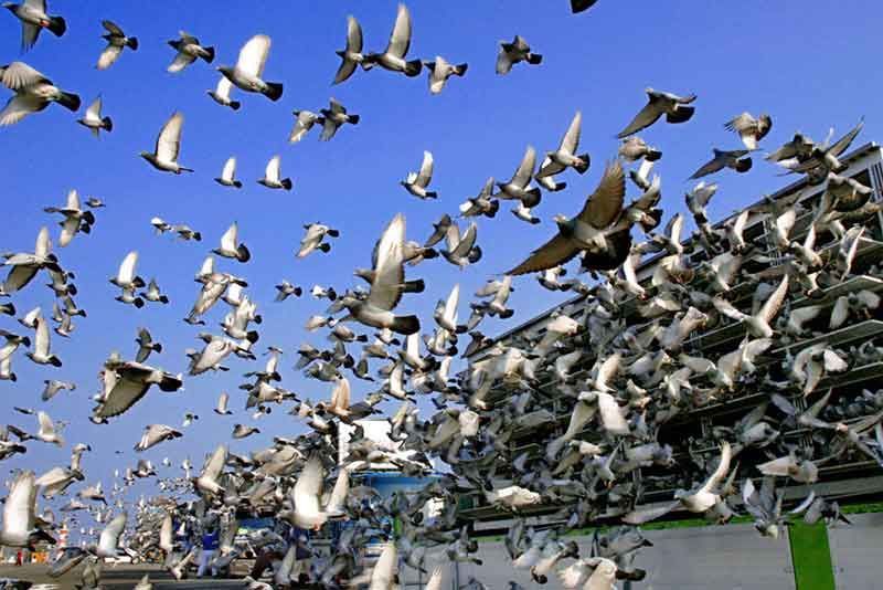 Pigeon Infestation on Your Roof?
