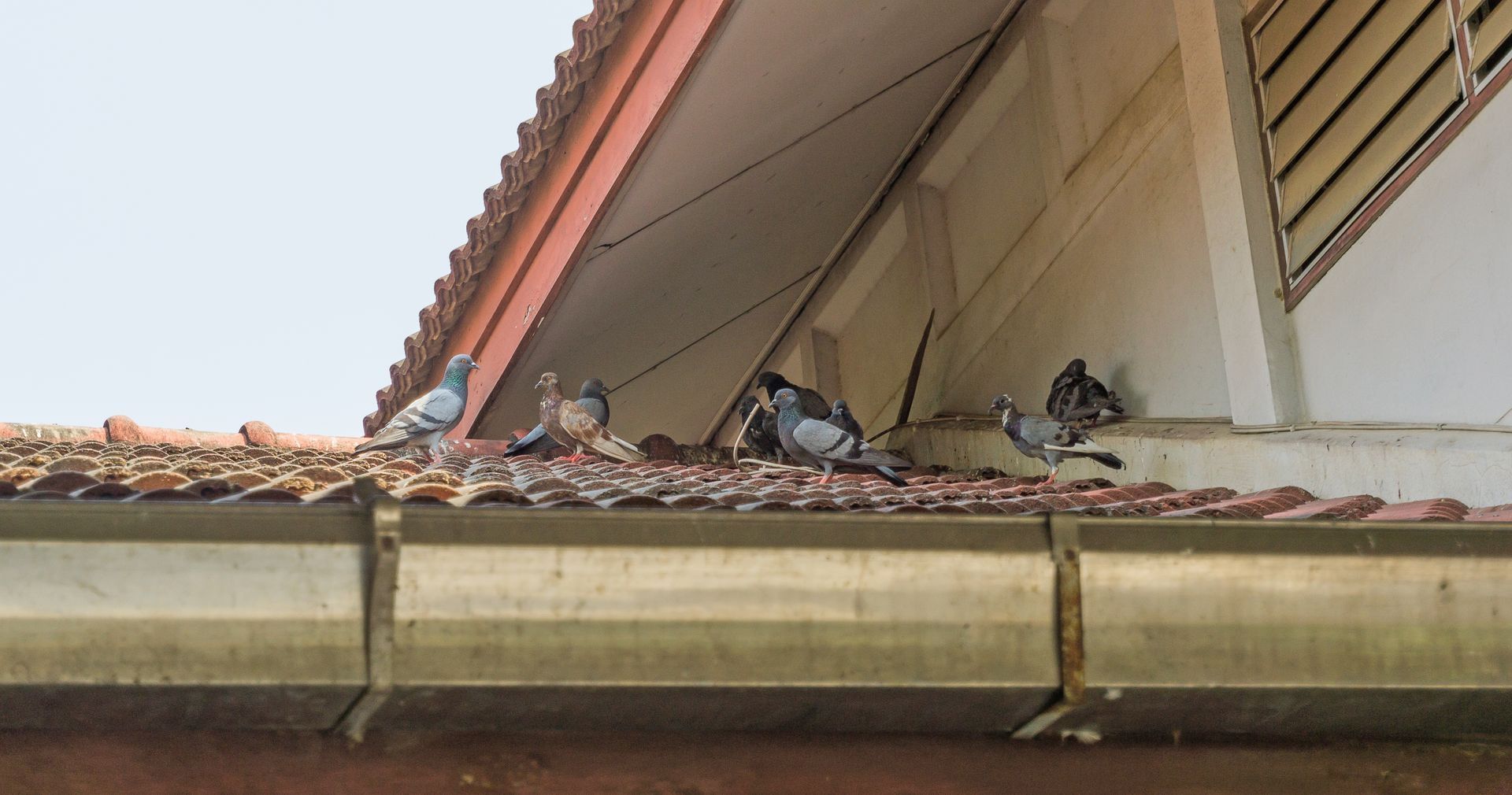 Pigeons nest inside of their feces