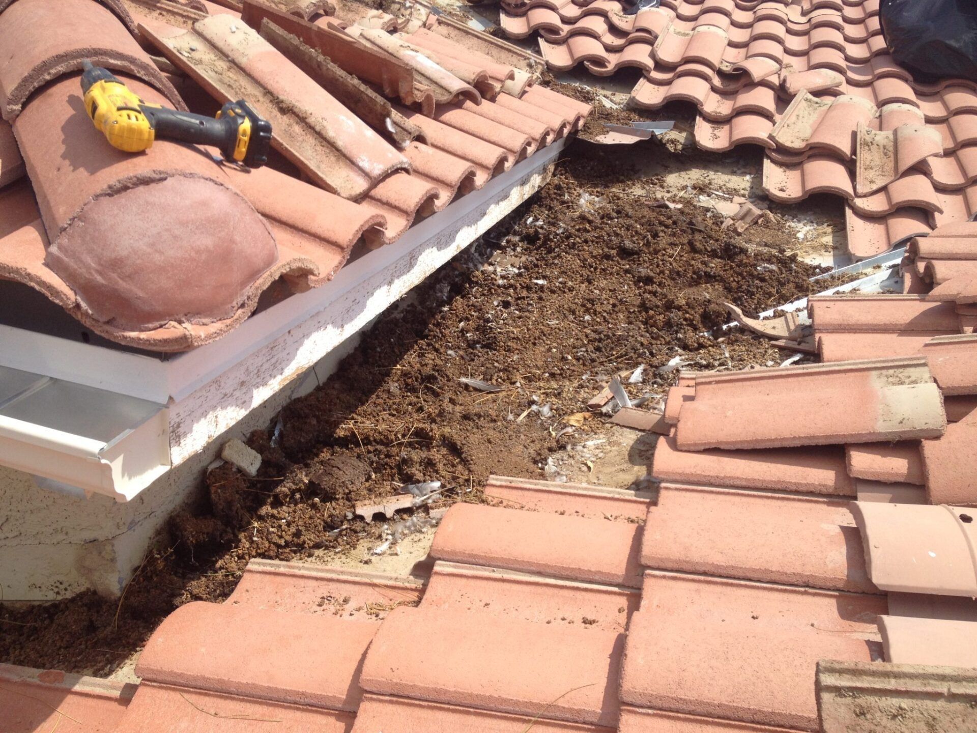 Pigeons Pooping on Your Roof?