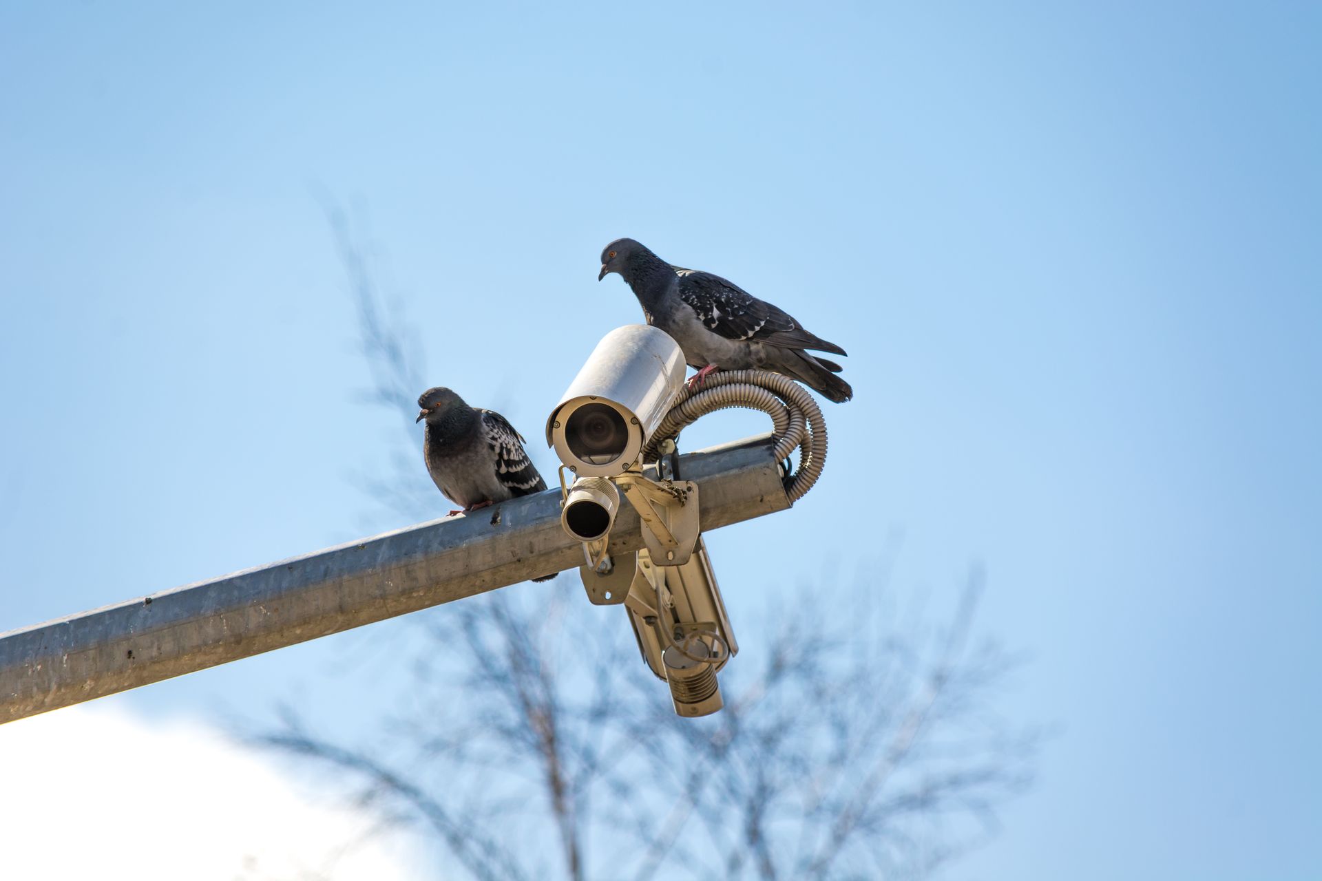 Pigeons better at multitasking than humans