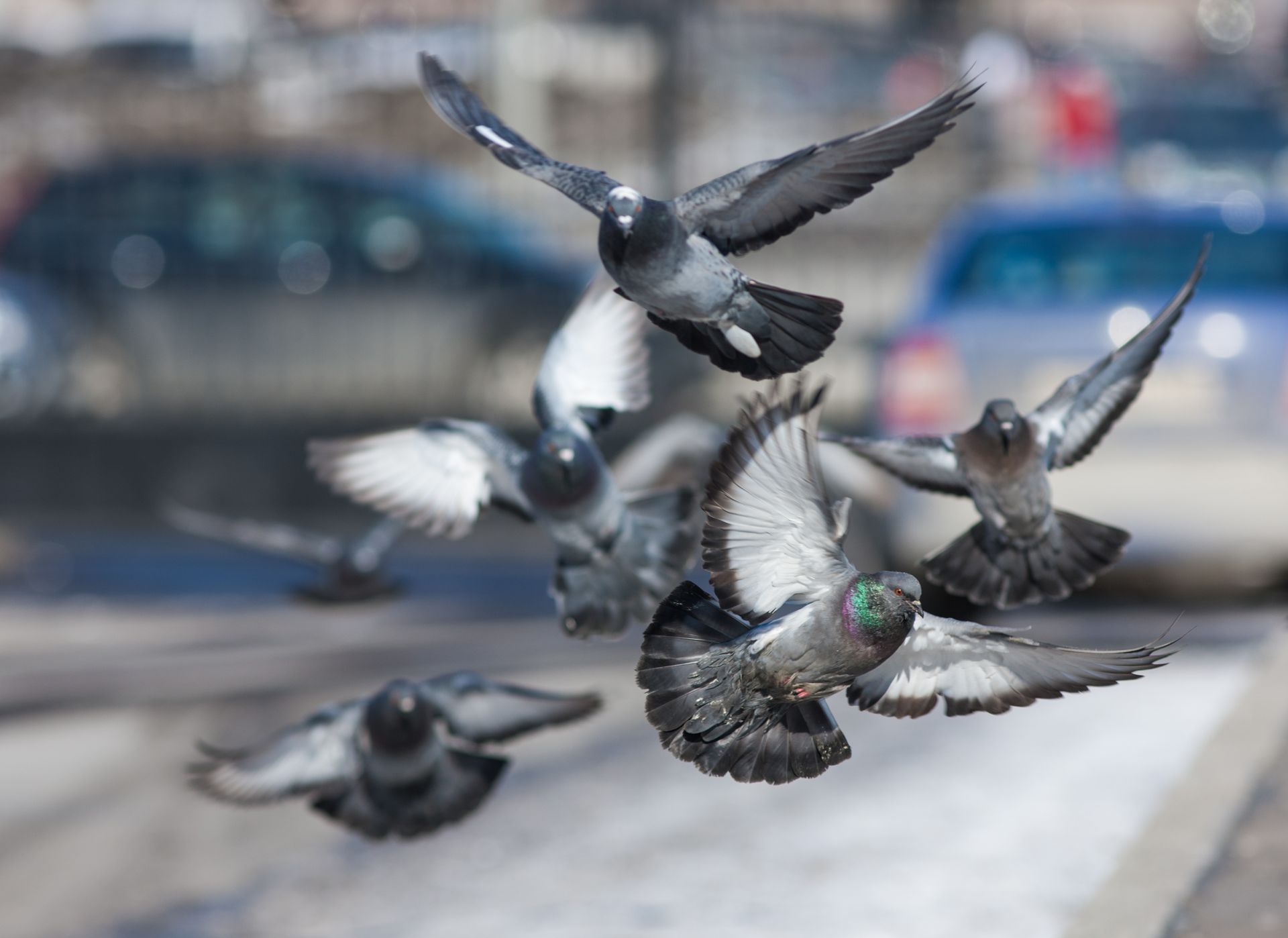 Lost Pigeon Finds His Way Home