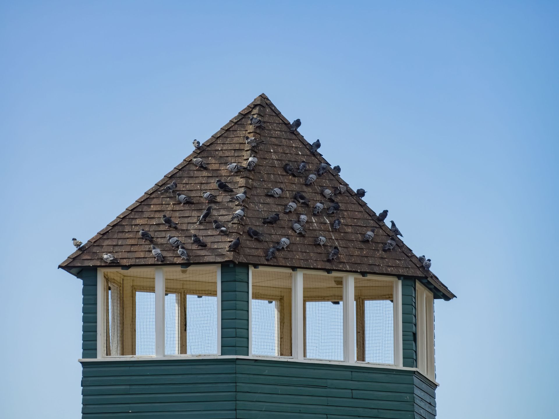 Pigeon poison is ineffective