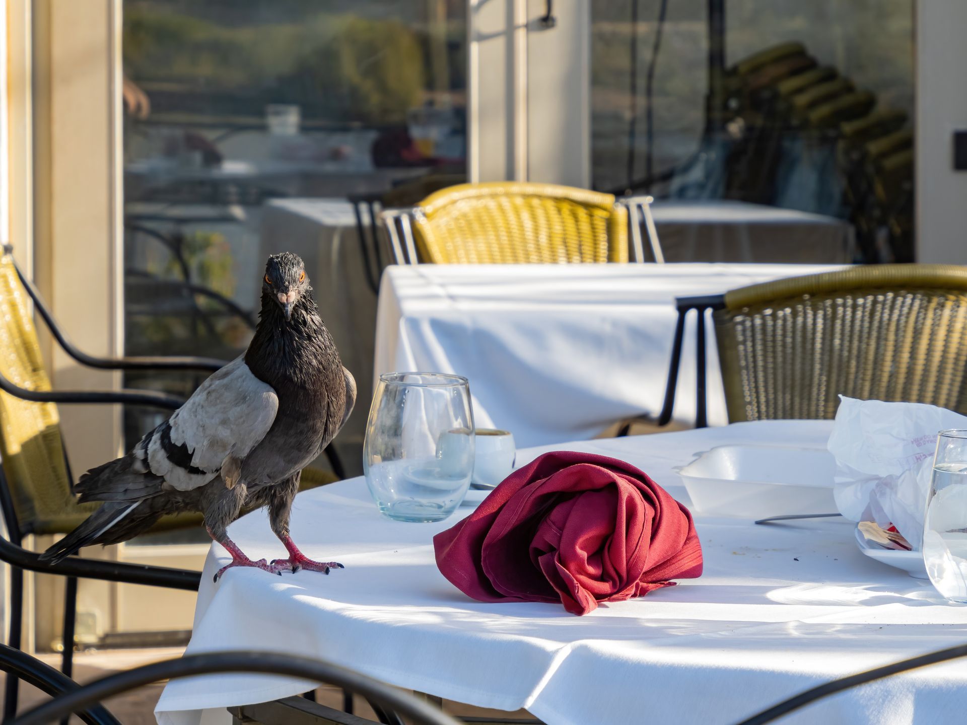 Pigeon poison isn’t a long term solution