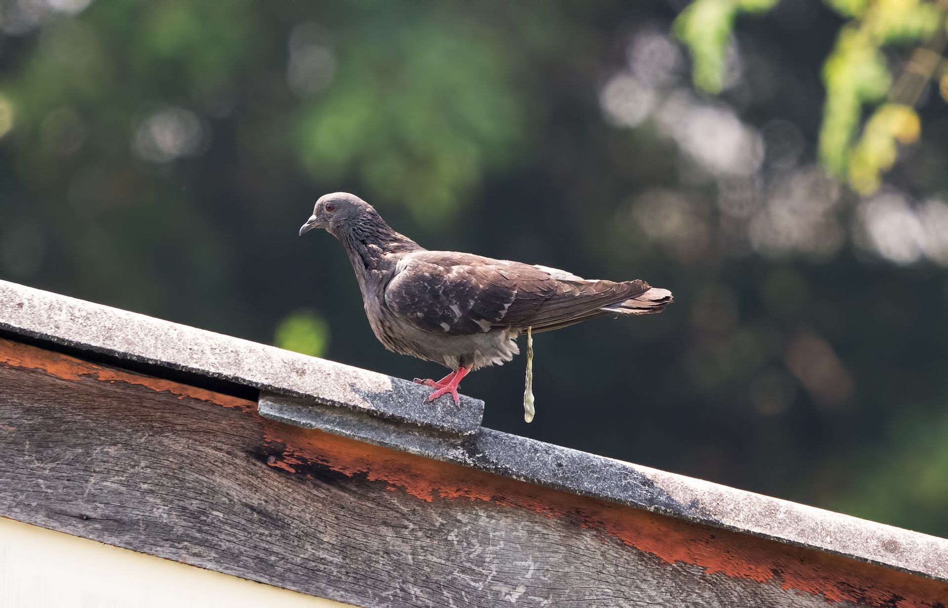 Pigeon poop cause damage to my roof