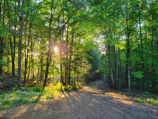 Forêt et vue panoramique
