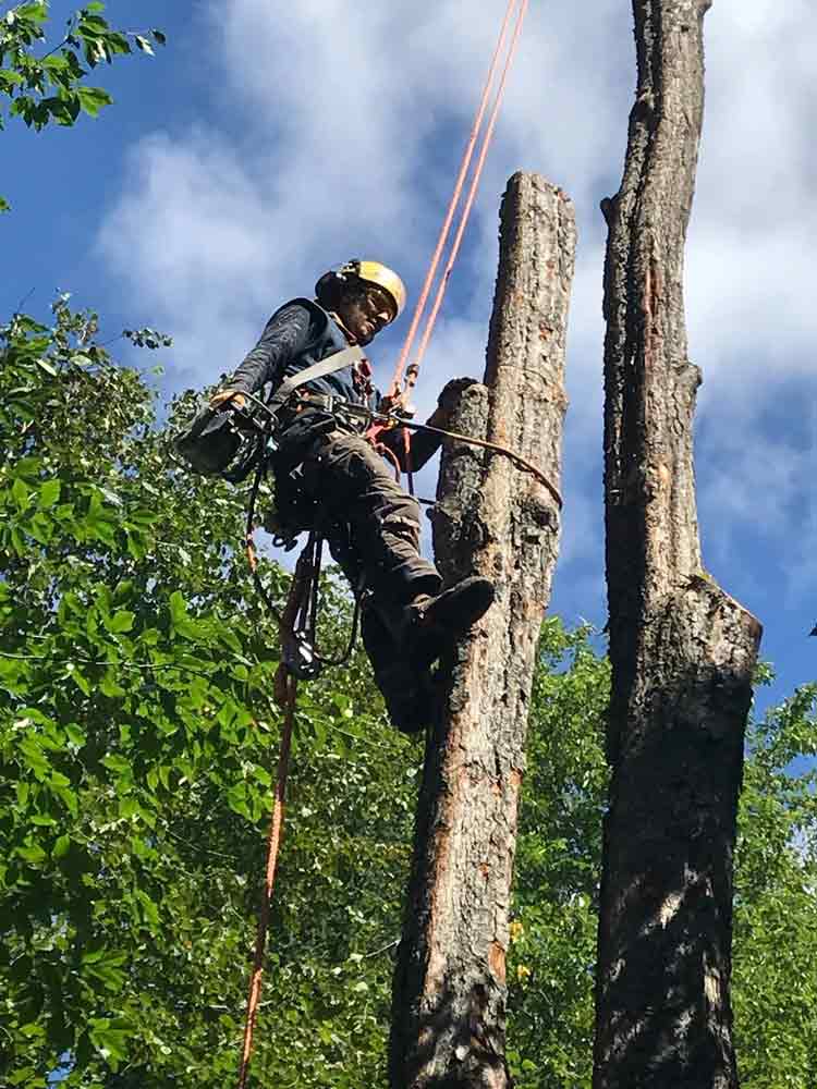Abattage d'arbre dangereux