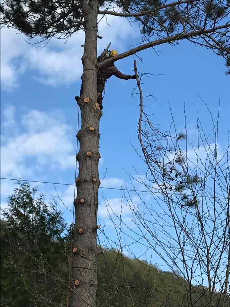Élagage d'arbre