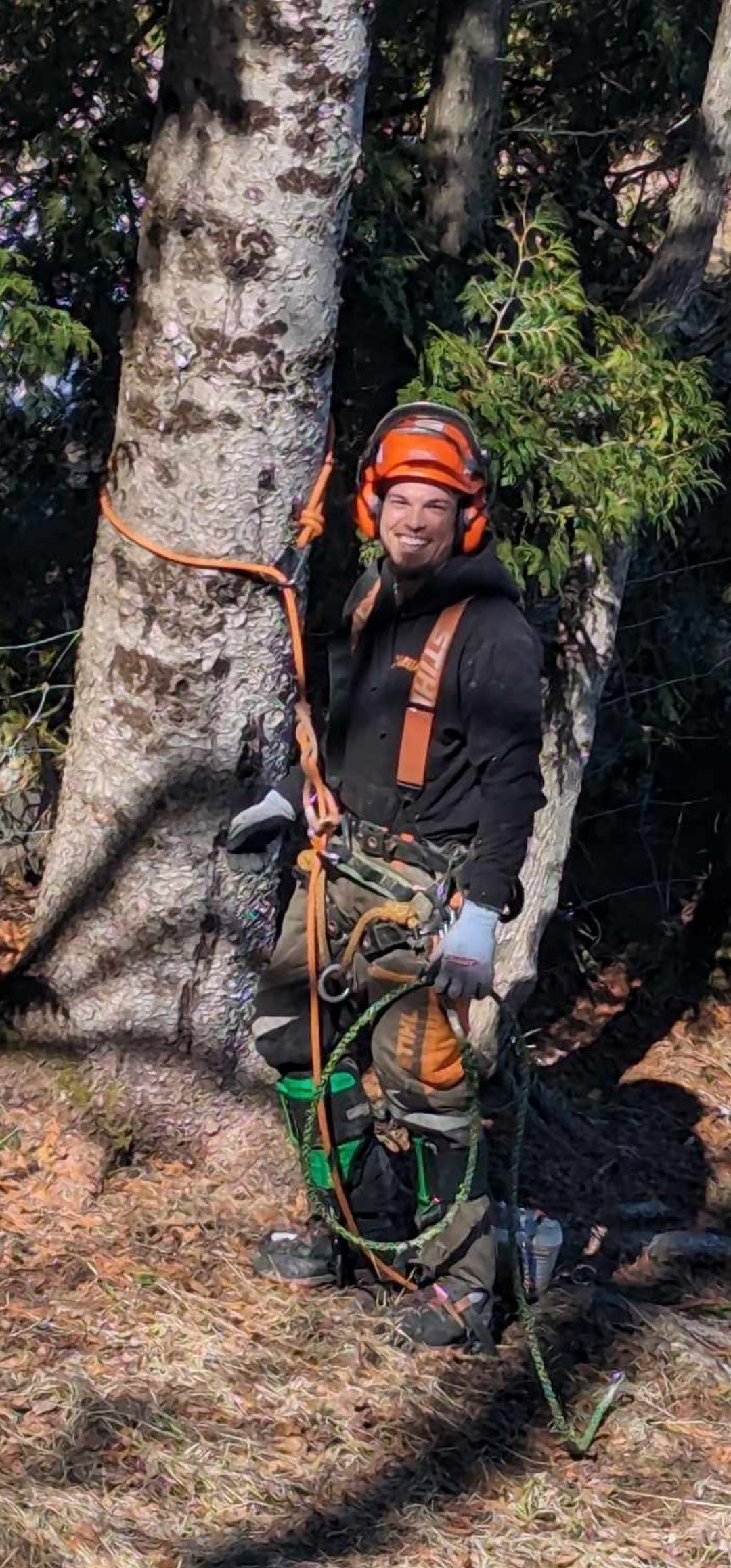 Un élagueur portant un casque et un harnais orange grimpe à un grand tronc à l'extérieur, à l'aide de cordes de sécurité.