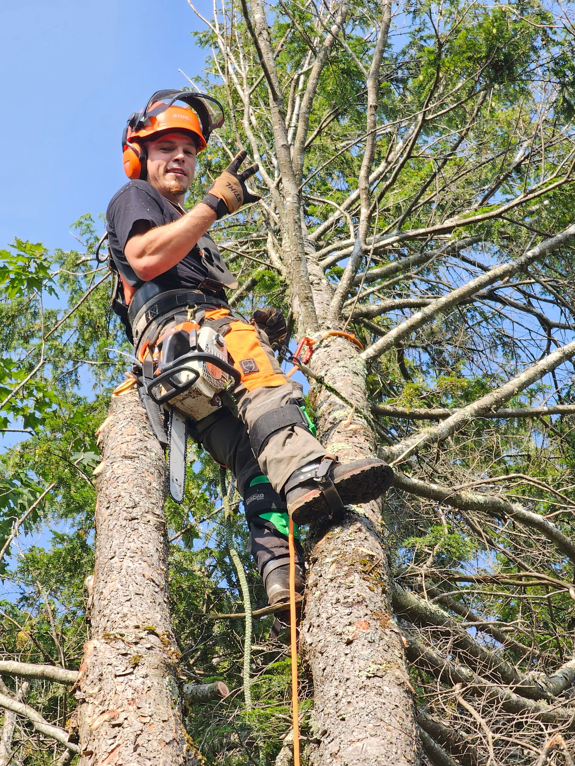 Élagueur aggripé à un arbre avec son équipement de sécurité
