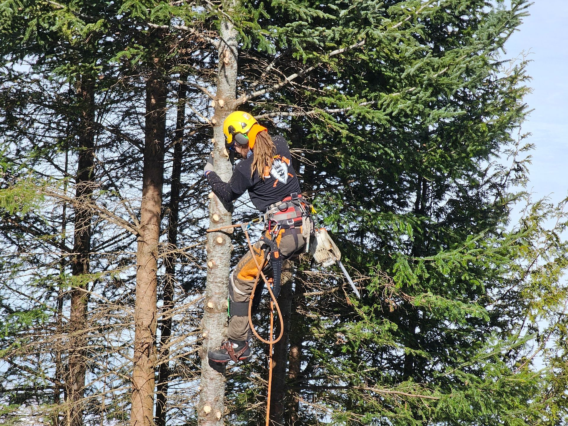 Élagueur grimpant dans un arbre avec son équipement de sécurité