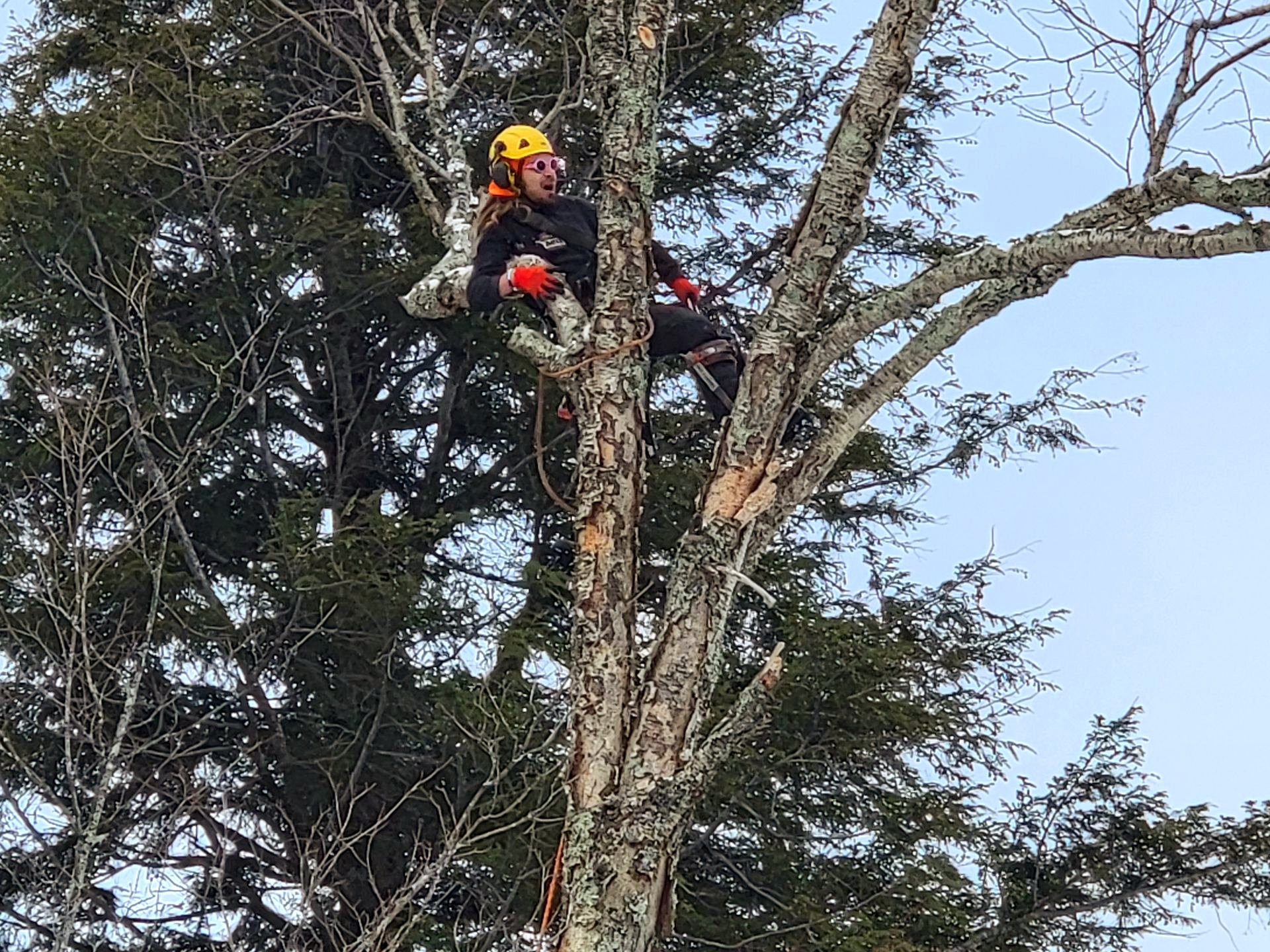Une personne portant un casque jaune perchée dans un arbre, lors de travaux d'élagage.