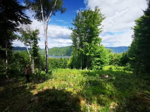 Éclaircissement de la forêt