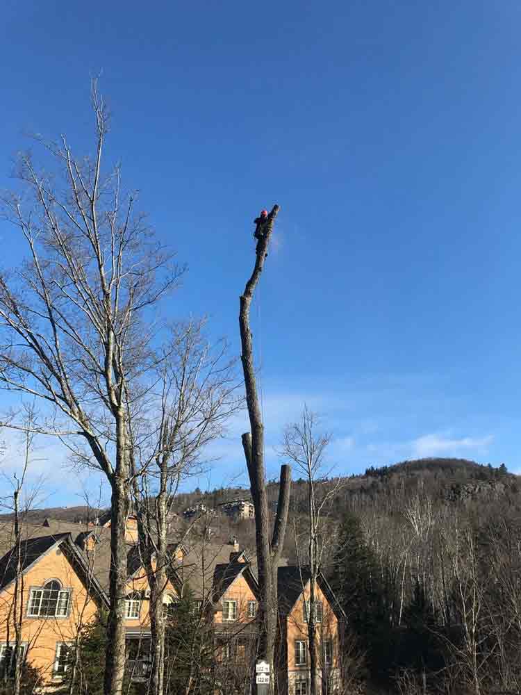 Élagage d'arbre dangereux