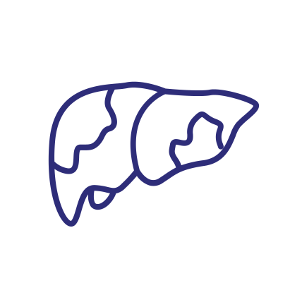 Blue outline of a human liver with segmented internal structure.