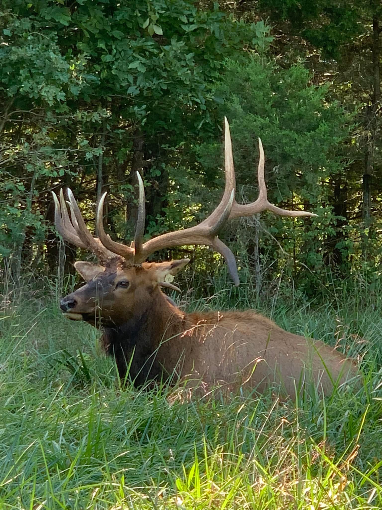 Photo Gallery of Big Game Hunts & Lodging | Oak Ridge Ranch | Macks ...