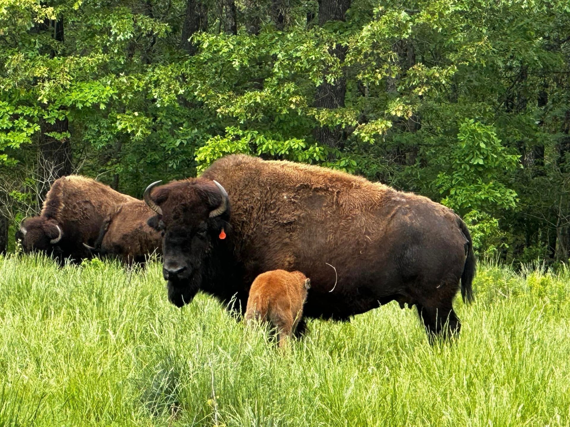 Photo Gallery of Big Game Hunts & Lodging | Oak Ridge Ranch | Macks ...