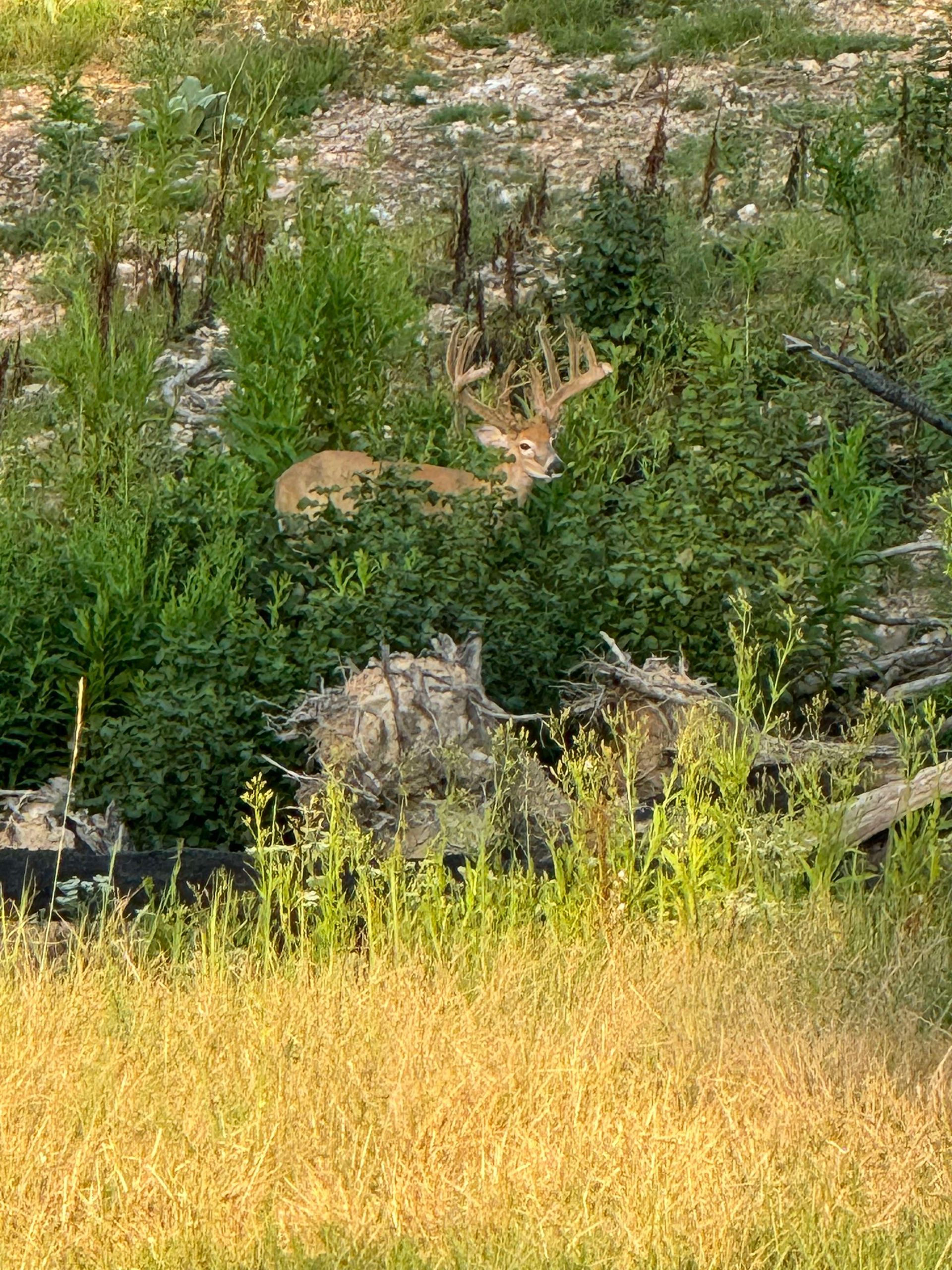 A deer is laying in the grass in a field.