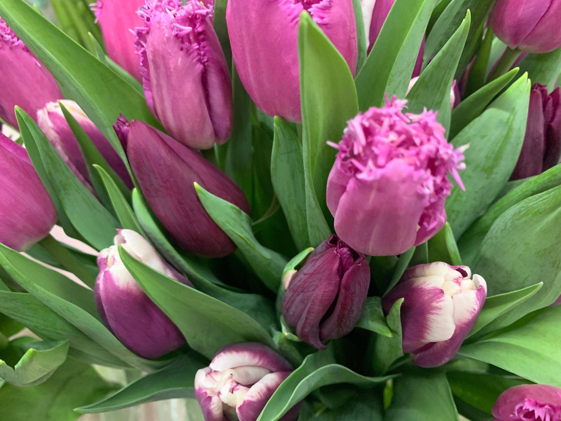 Tulpen
