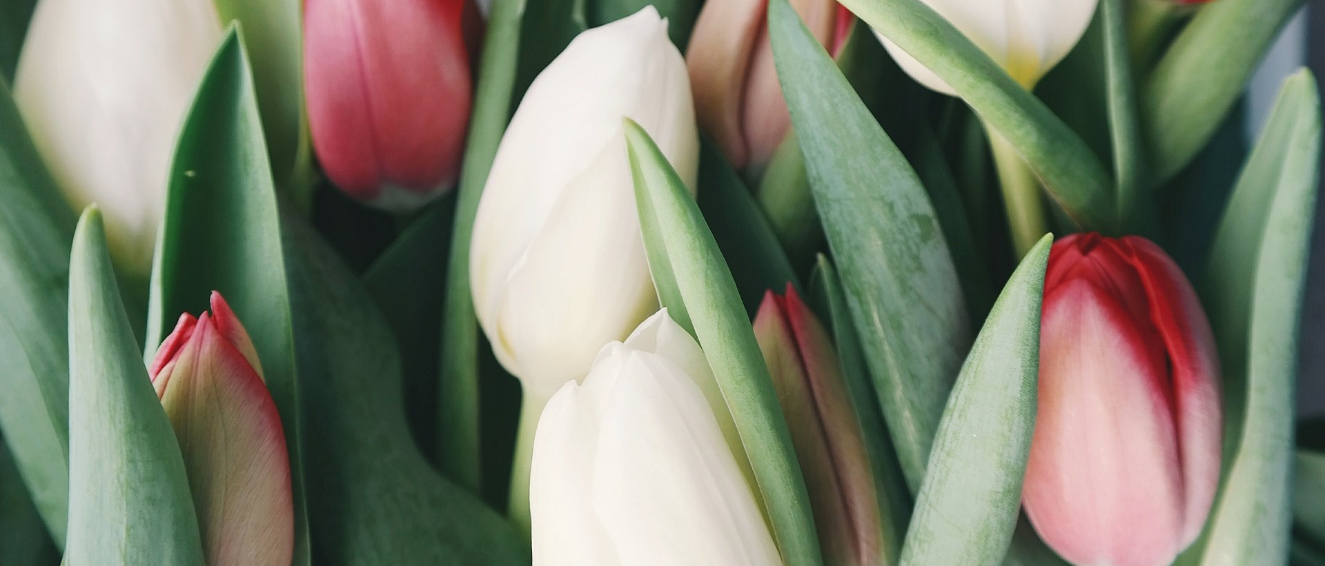 Tulpen