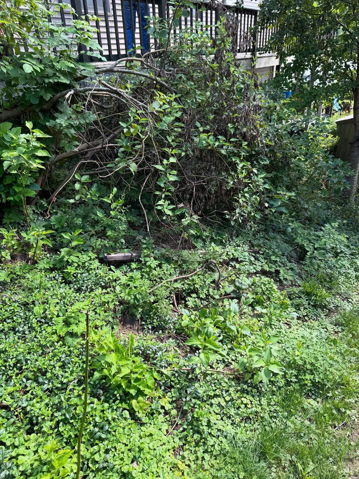 Overgrown garden with dense green plants, vines, and a brick wall in the background