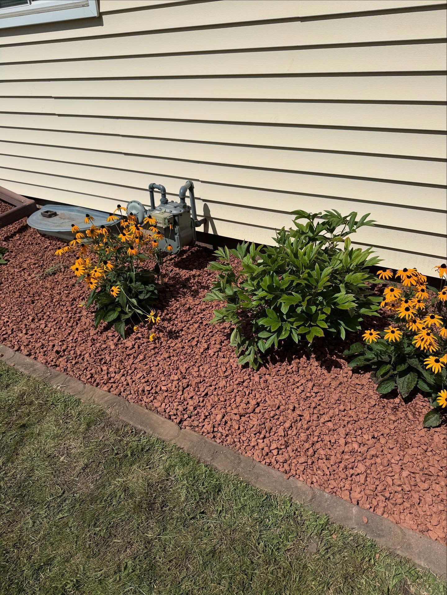 Mulched flower bed with yellow blooms and green shrubs along a beige house wall.